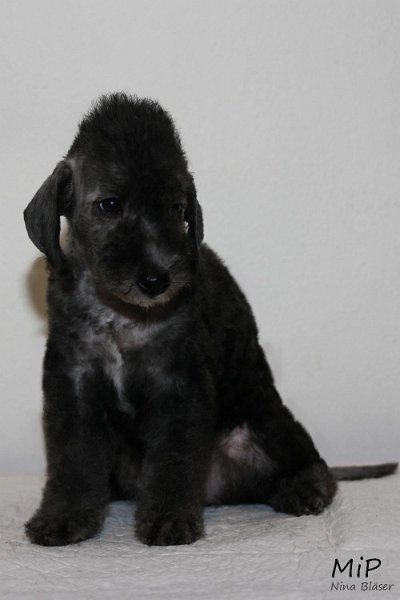 Dorothea Happy Sheep.jpg